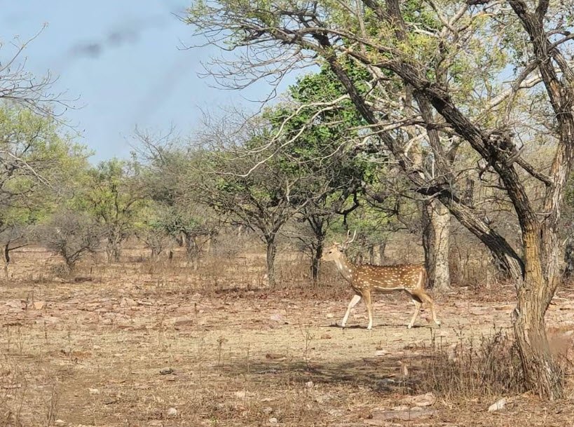 Bhensrodgarh Wildlife Sanctuary, Chittorgarh, Rajasthan - Vushii.com